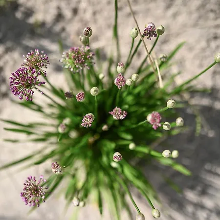 Helle Deel Apartament Fehmarn
