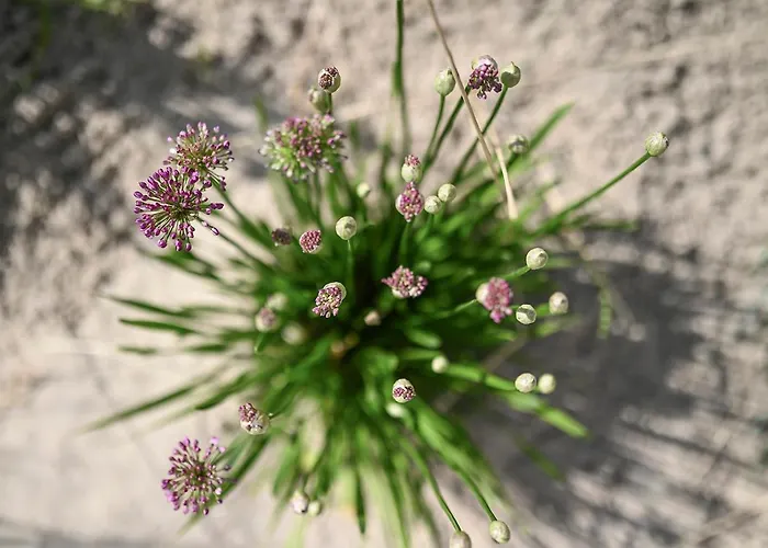 Helle Deel شقة فيهمارن